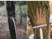 Investigación: el calor extremo frena el crecimiento de los bosques en San Luis
