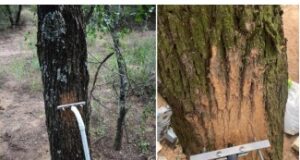 Investigación: el calor extremo frena el crecimiento de los bosques en San Luis