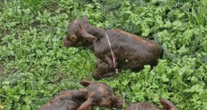 Inseminada en San Luis: una colorada de Meilen parió trillizos