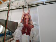 San Luis: el frigorífico de San Martín retomó la faena bovina tras años de inactividad