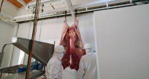 San Luis: el frigorífico de San Martín retomó la faena bovina tras años de inactividad
