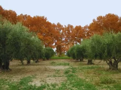 Aceite de oliva virgen extra, destacado por su prestigio y calidad