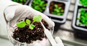 Bioinsumos: un nuevo marco regulatorio abre la oportunidad para el despegue del mercado