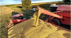China impulsa compras récord de soja argentina y el trigo proyecta la mejor campaña en años