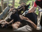 Río Cuarto será sede del 14° Congreso Nacional de Lucha Sanitaria Animal: un encuentro clave para la salud ganadera
