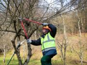 Sol Puntano y el Vivero IMProFoP impulsan una nueva capacitación en poda de frutales