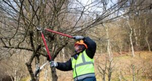 Sol Puntano y el Vivero IMProFoP impulsan una nueva capacitación en poda de frutales