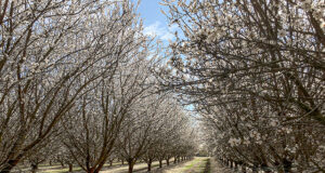San Luis cultiva 525 hectáreas con olivos, almendros, viñedos, nogales y pistachos