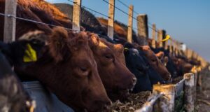 Cambiaron las condiciones para los feedlot, aunque por ahora sigue siendo negocio engordar hacienda
