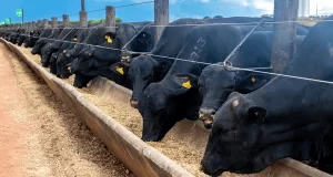La UNSL y el INTA impulsan un laboratorio clave para el análisis de alimentos destinados a rumiantes