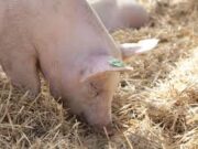 San Luis: fortalecerán la prevención de zoonosis para cuidar la salud pública