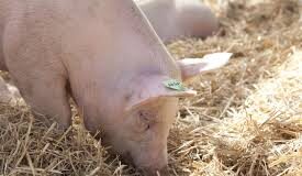 San Luis: fortalecerán la prevención de zoonosis para cuidar la salud pública