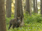Prevención de la triquinosis: recomendaciones para quienes practican la caza