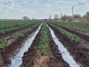 San Luis Agua exige a los regantes declarar su intención de siembra antes del 10 de septiembre