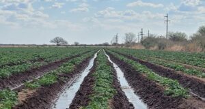 San Luis Agua exige a los regantes declarar su intención de siembra antes del 10 de septiembre