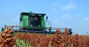 El sorgo en San Luis cerró la campaña con rindes que rozan el récord histórico