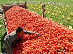 Estalló la crisis del tomate: productores prefieren tirar la cosecha por el derrumbe de los precios