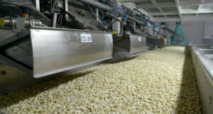 Argentina lidera el mercado mundial de maní con exportaciones récord