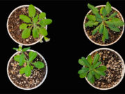 Revelan nueva función de una proteína que podría ser útil para aplicaciones en agricultura y oncología