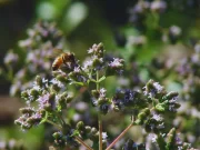 El orégano mendocino obtiene sello de calidad de origen