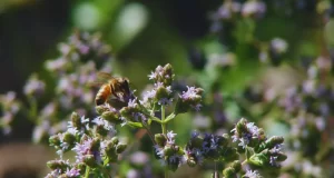 El orégano mendocino obtiene sello de calidad de origen