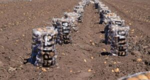 Por sobreproducción de papa hay caída del precio y trabajo a pérdida