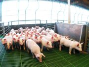 Argentina marcó un récord histórico en faena y producción de carne porcina en los primeros 8 meses del año