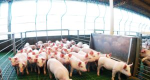 Argentina marcó un récord histórico en faena y producción de carne porcina en los primeros 8 meses del año