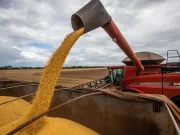 Maíz abundante y soja en duda, la incertidumbre marca los precios