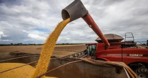 Maíz abundante y soja en duda, la incertidumbre marca los precios