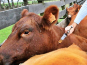Comienza la segunda campaña anual de vacunación contra la fiebre aftosa