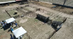 “Corral del Estado”: la solución de Mendoza para las vacas que están en una situación compleja