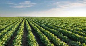 Jornada agrícola precampaña 2025-2026 en San Luis: conocimiento y decisiones para el semiárido central
