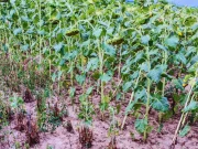 Monitoreo y prevención: la mejor defensa contra el jopo