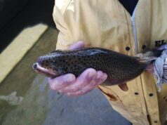 San Luis refuerza su biodiversidad: primera actividad de desove en la Estación de Piscicultura