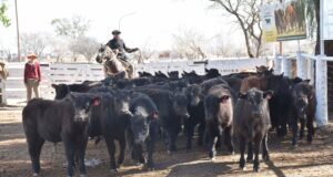 Terneras livianas marcaron el rumbo y alcanzaron valores récord en el remate de Ganadera del Sur