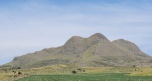 Carolina 1952: el origen de la gran historia papera de San Luis