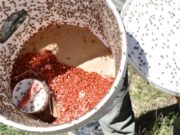 San Luis inicia la campaña contra la mosca de los frutos con machos estériles