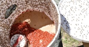 San Luis inicia la campaña contra la mosca de los frutos con machos estériles
