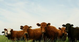 El Gobierno define nueva estrategia de vacunación contra la aftosa reduciendo costos para productores