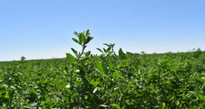 Descubren cómo la alfalfa sobrevive al estrés salino