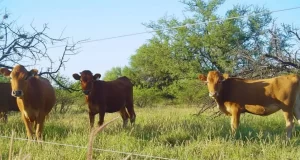 Buffel Grass: la carta ganadora para enfrentar la sequía en el árido puntano