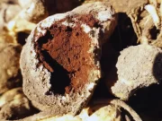 Maní: utilizan biotecnología para acelerar la resistencia a enfermedades