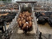 Mercado ganadero: El desafío de transitar un presente de alta volatilidad sin perder la visión del largo plazo