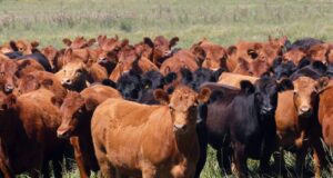 Mercado de invernada: la doble cara de los buenos precios frente al actual contexto interno