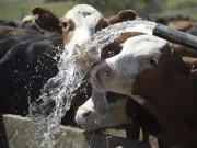 San Luis Agua dio marcha atrás con el tarifazo hídrico, pero los productores siguen disconformes