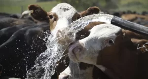 San Luis Agua dio marcha atrás con el tarifazo hídrico, pero los productores siguen disconformes