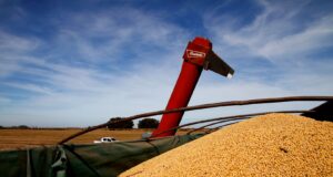 Soja: el breve “0% de retenciones” desató una avalancha de ventas y reacomodó precios en el mercado