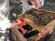 Vigilancia y monitoreo en apiarios para prevenir loque americana