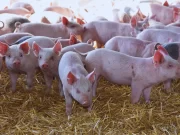 Con peperina: avanzan en el desarrollo de vacunas orales para prevenir la diarrea en lechones